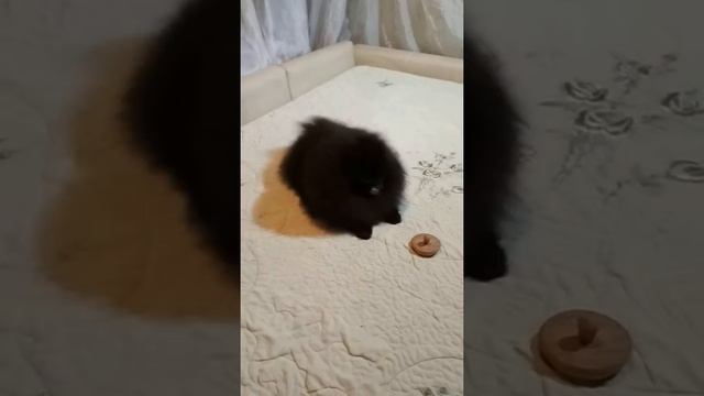 Паккард смотреть онлайн