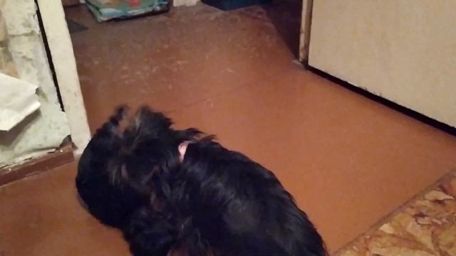 Какого пола выбрать щенка? смотреть онлайн
