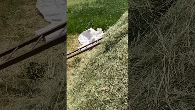 Как сделать стог сена #ukraine #природа #agriculture #shortvideo #animals #горы #nature #украина смотреть онлайн
