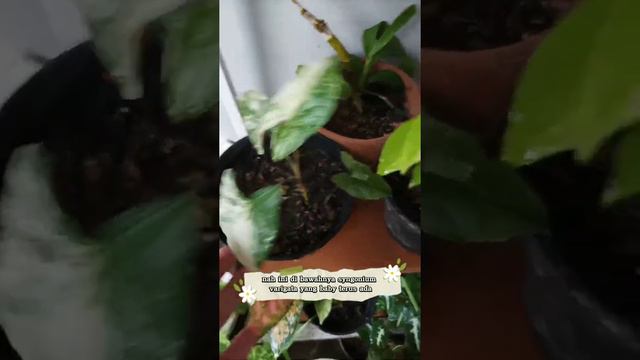 Mini Garden Bu, Hobi tanaman #hobitanamanhias #gurukreatif #monsteraplant #jandabolong #syngonium
