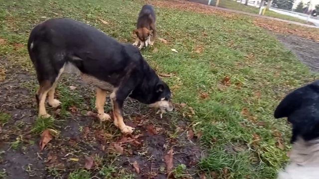 А кто у нас главный??? смотреть онлайн