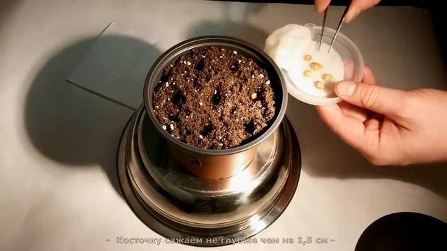 Как вырастить дома мандарин из косточки часть 1 'Правильная посадка косточки' смотреть онлайн