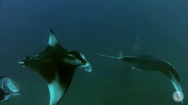 Marine Megafauna Foundation - Using Science to Save Ocean Giants смотреть онлайн