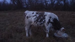 Делаем комбикорм для бычков сами.