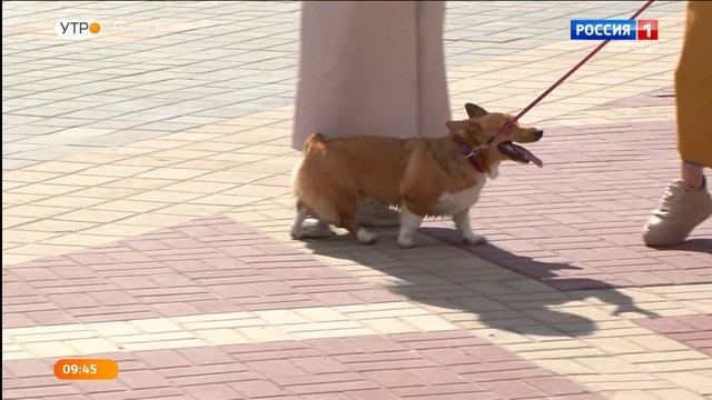 Маленькие овчарки: почему белгородцы заводят корги? смотреть онлайн