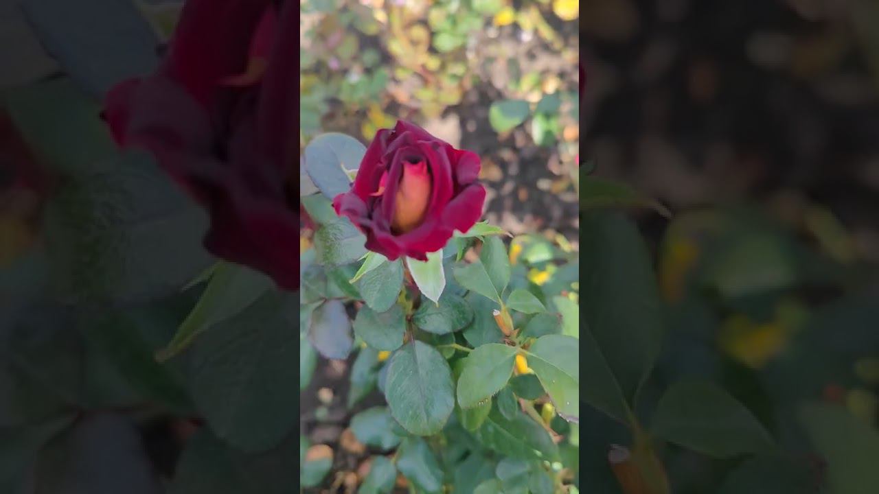 саженцы чайно-гибридных и спрей роз оптом и в розницу купить http://rosebushes.ru/ смотреть онлайн