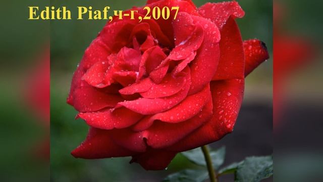 Фото роз с названиями сортов роз французской селекции. Первый год цветения 2019 г смотреть онлайн