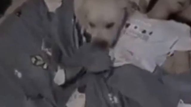 Пара усыновляет щенка, а он всю ночь смотрит на них во сне. Причина шокирует