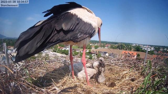 Storchennest Freilassing 28.05.2023 - Nagerfrühstück mit Ratte - Irre смотреть онлайн