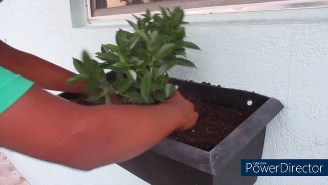 Planting Window Boxes & Celebrating National Garden Day & The 2nd Anniversary Of This Channel!!✨🌸🌿 смотреть онлайн