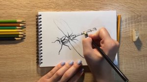 Рисунок цветными карандашами стрекозы | Поэтапная срисовка для начинающих