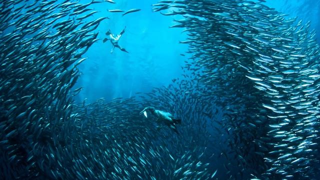 К чему снится рыба: толкование сна. Сонник Миллера смотреть онлайн