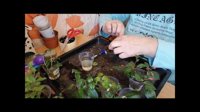 Отличный метод укоренения фуксий))) 100% результат)) смотреть онлайн