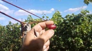 виноград Фаберже и Красное молоко