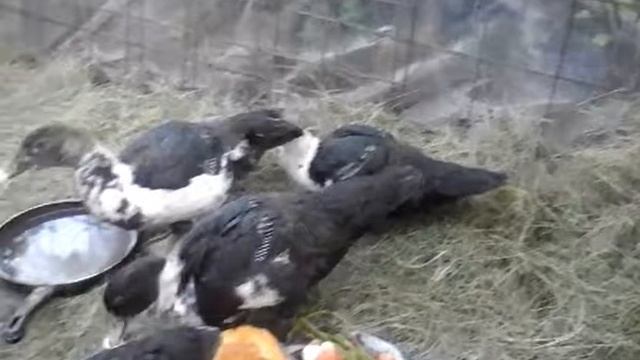 Утиные истории 8 - Вечерний ра-мо-цион смотреть онлайн