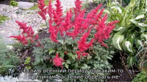 Посадка астильбы и уход в открытом грунте