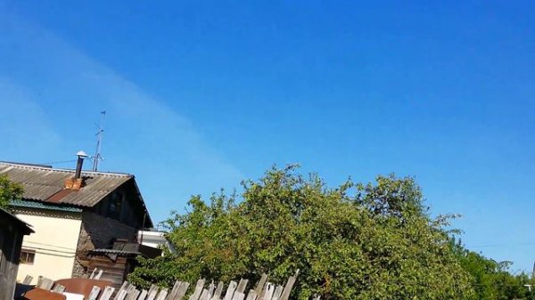 ленинаканские бойные голуби