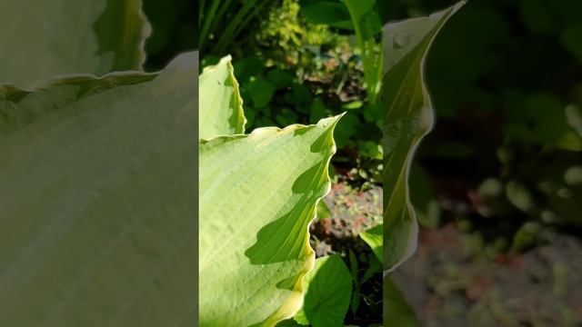 хоста Лейксайд Брейкинг Ньюс #хостомания #хосты #купитьхосты #купитьхосту смотреть онлайн