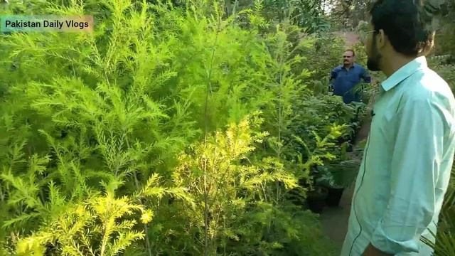 Cheapest Nursery Plants | Buy Online Plants | Rare Plants | Plants Wholesale Market | Indoor Plants