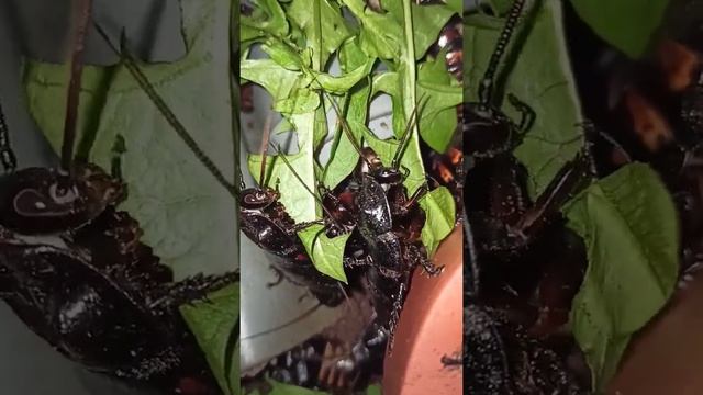 У мадагаскарских тараканов опять день одуванчика!