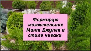 Формирую можжевельник Минт Джулеп в стиле ниваки