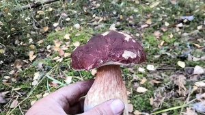 Сосновые белые, боровики! В сосновом бору появились самые долгожданные лесные грибы