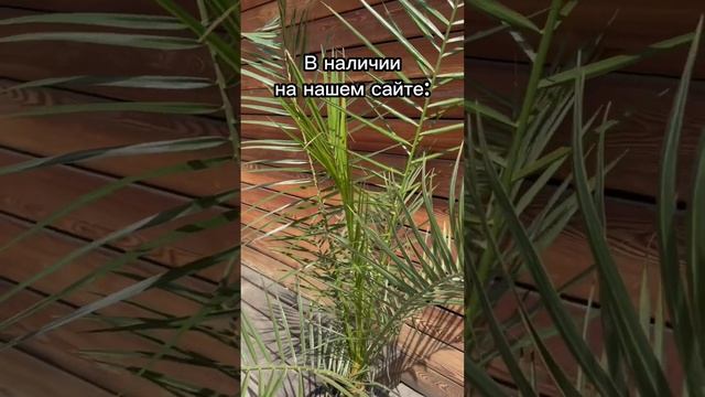 Финиковая пальма - самая неприхотливая #растения #пальма смотреть онлайн
