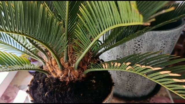 ЦИКАС РЕВОЛЮТА. ПЕРЕСАДКА И УХОД В ДОМАШНИХ УСЛОВИЯХ смотреть онлайн