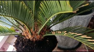 ЦИКАС РЕВОЛЮТА. ПЕРЕСАДКА И УХОД В ДОМАШНИХ УСЛОВИЯХ