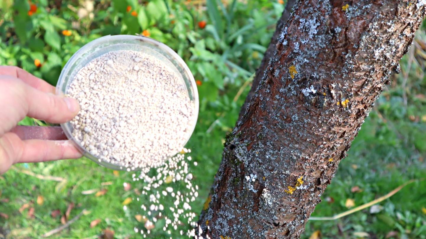 Слива и вишня отблагодарят вас в следующим году огромным урожаем. Насыпьте это осенью под деревья. смотреть онлайн