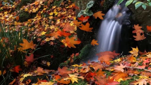 Jesienny liść , Autumn Leaves, Eric Clapton, cover, po polsku, wyk. wlasne. смотреть онлайн