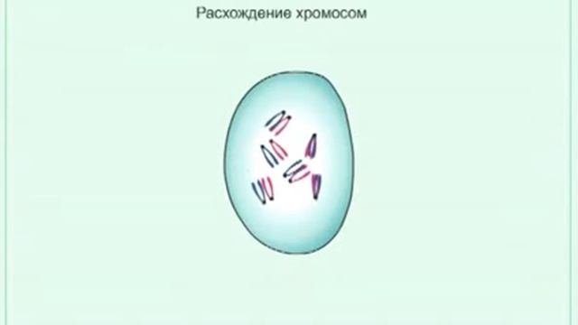 Деление клетки смотреть онлайн