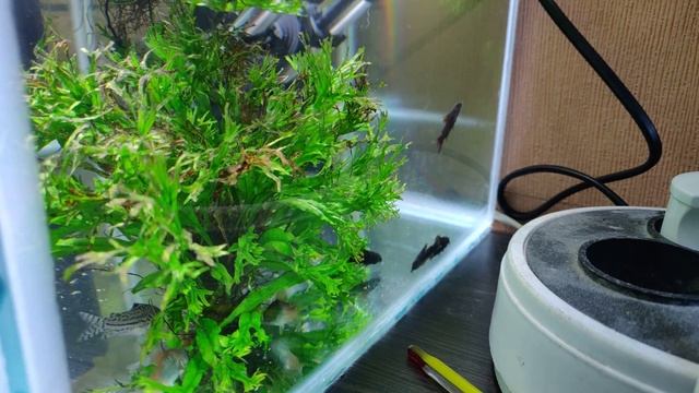 Коридорасы панда, трилинеатусы, Венесуэла оранж, Венесуэла блэк. смотреть онлайн