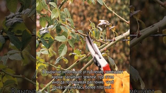 Роза Ностальжи смотреть онлайн