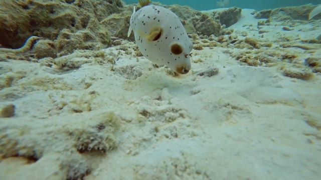 Dan Gibson’s Solitudes - Mesmerizing Beauty | Ocean Spa: Relaxing World Flutes смотреть онлайн