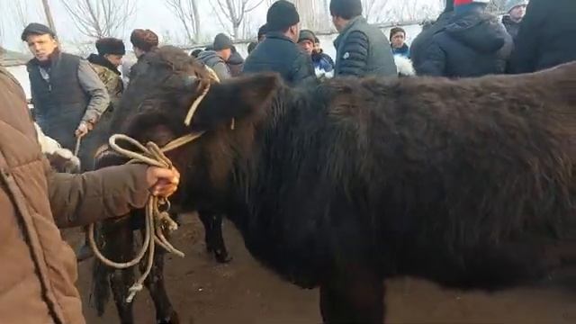 Tergachi Mol Bozori Semiz Boqma Va Yosh Buqalar Narhlari 2.02.2024yil Admin +99833.781.14.04