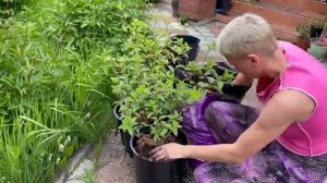 Озеленение  балкона уличными растениями. Как озеленить балкон - делюсь одним из вариантов.