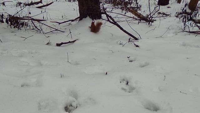 Кормим белочек в лесу грецкими орешками. Харьков, Григоровский бор 2020 смотреть онлайн