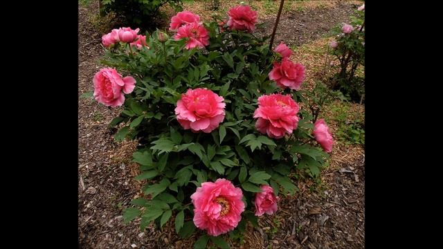 ПИОН ДРЕВОВИДНЫЙ #пионы #пиондревовидный #татьянасухачева