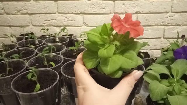 Пикировка томатов,перевалка петунии,к дачному сезону почти готова 🍅 смотреть онлайн