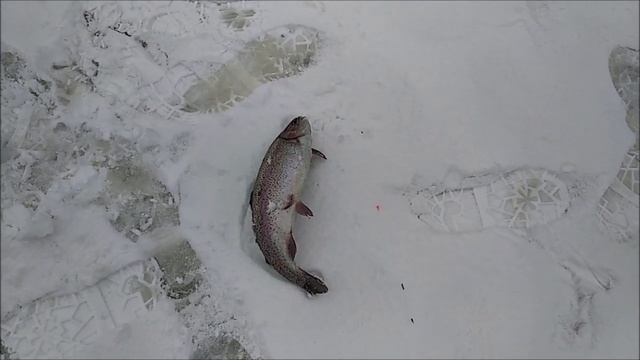 Пришёл, поймал, остался без удочки и приманки. Обеденный обзор с Нижнего. Клёвое место смотреть онлайн