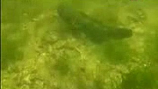 Морская охота на Азовском море Крым смотреть онлайн