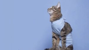 Сколько дней гуляет кошка: примеры в первый раз и как долго по времени