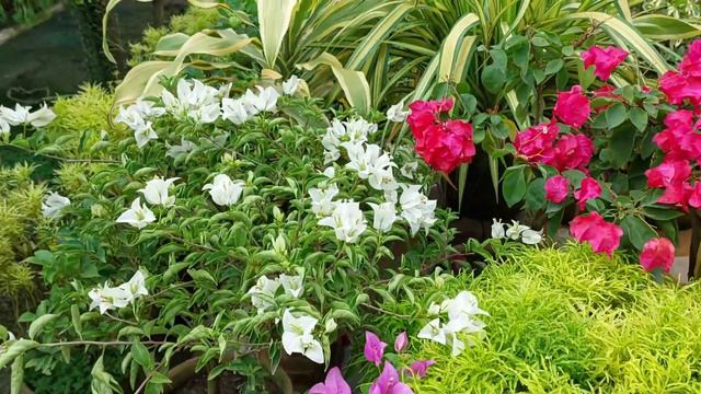 Bougainvillea Glabra White & Manure Application Mistake ||Sree Sanjiban || смотреть онлайн