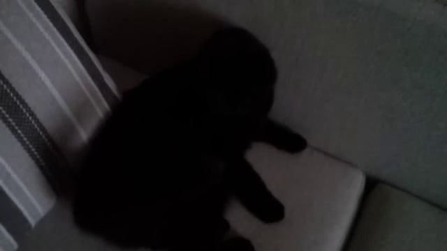 Виды котов когда одни дома смотреть онлайн