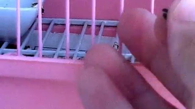 Голодная синица и другие птицы смотреть онлайн