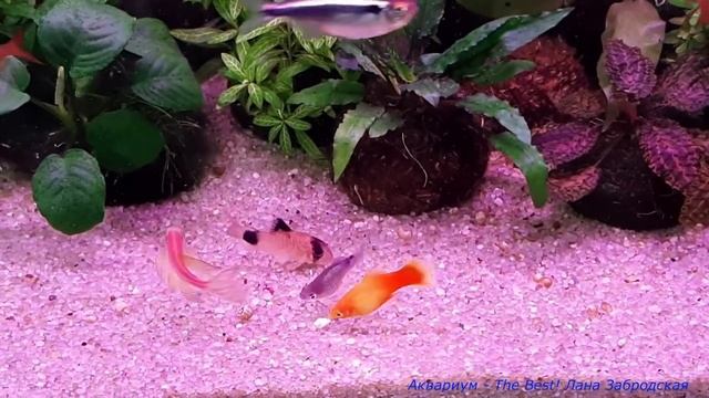 Творог - это очень вкусно! Рыбки едят обезжиренный творог смотреть онлайн