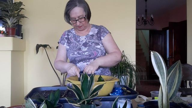 Сансевиерии как отделить деток не навредить . смотреть онлайн