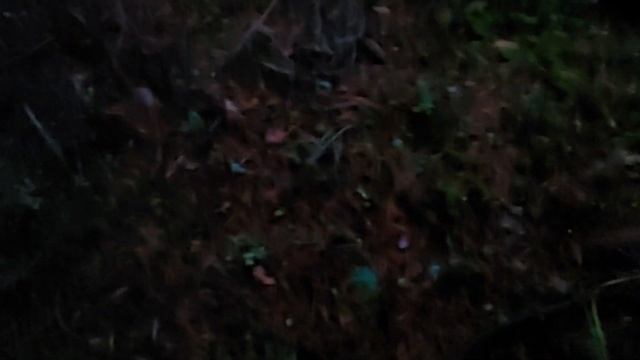 Рядовка фиолетовая? или ночной лес в ноябре? смотреть онлайн