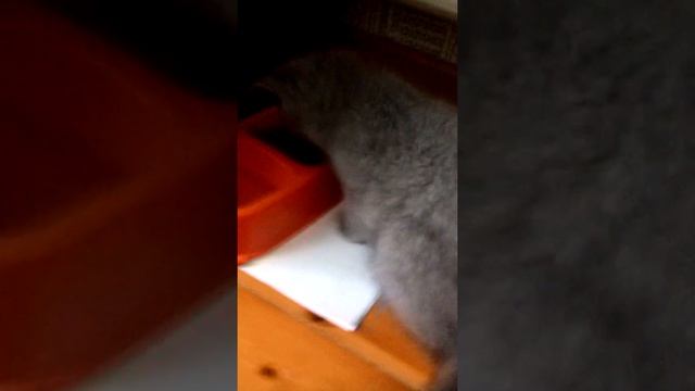 Как ухаживать за кошками котами и котятами . смотреть онлайн